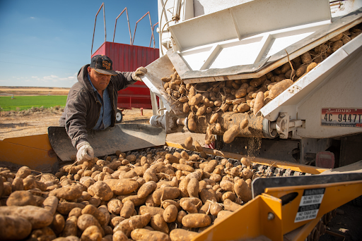 Potatoes being harvested in Idaho. 